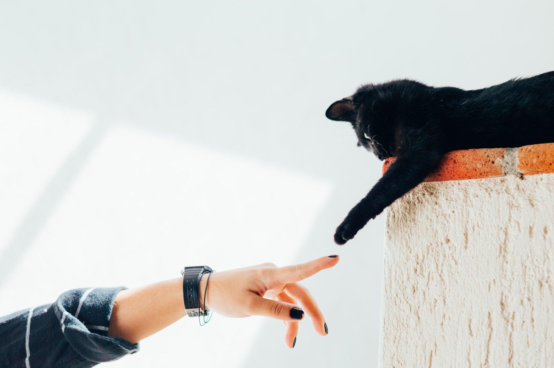 Pet parent guilt is Real: 5 ways to overcome it - Wendy Pet Shop 