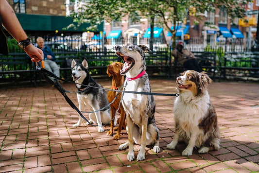 5 tips to get started with crate training - Wendy Pet Shop 