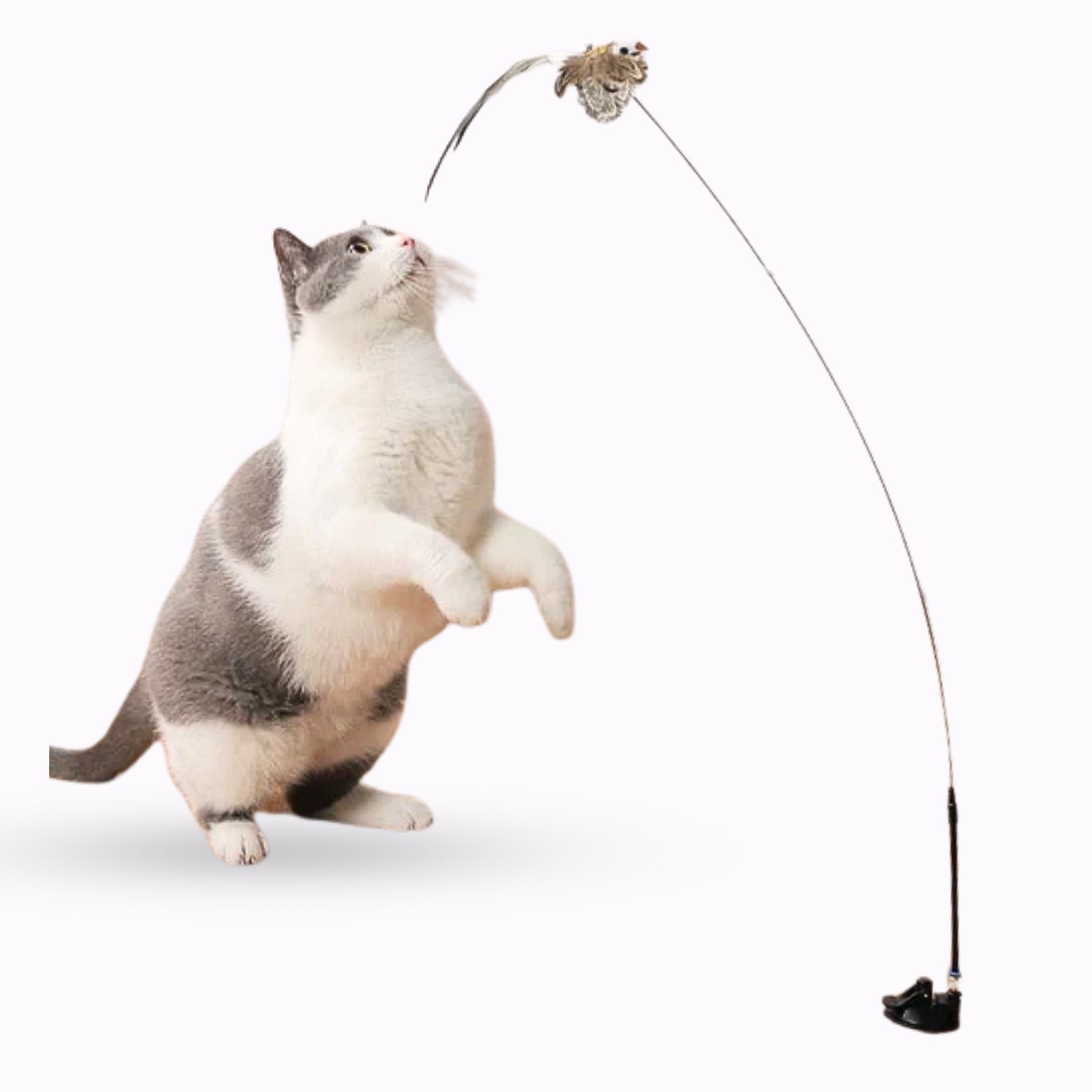 Wendy Pet Shop ™ Simulation 5 Birds Interactive
